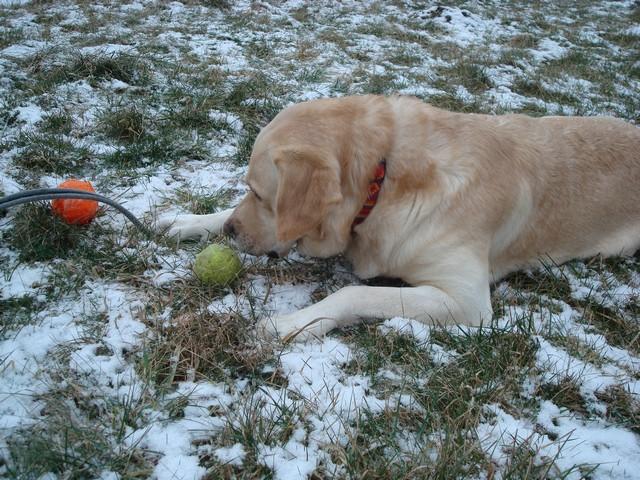 Ulysse labrador beige 7 ans trés joueur Ulysse15