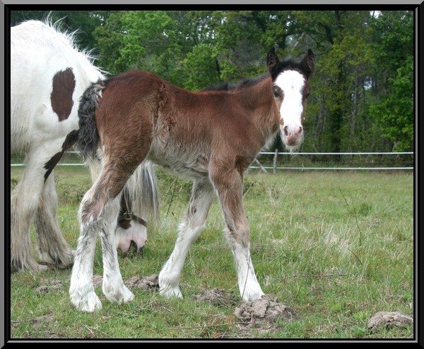 10- 39 IC... Aloha de Coudot, FLORA X BLUE LORD Img_0725