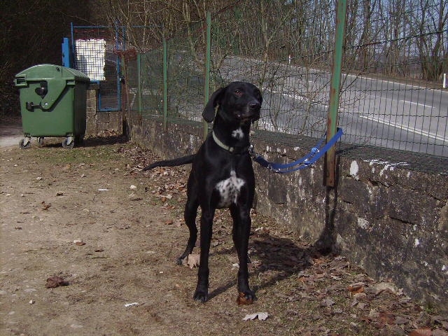 Papoo crois levrier male 4ans1mois I4007431