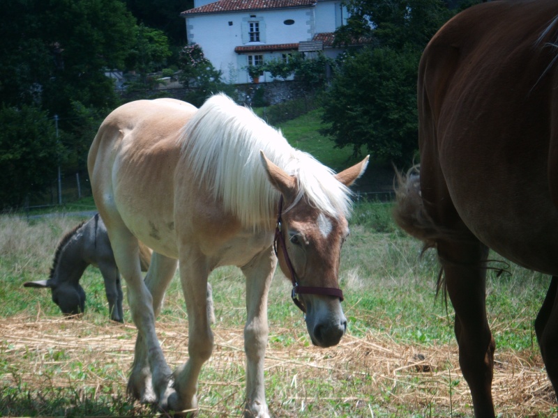 questions a propos de chevaux Poulic12