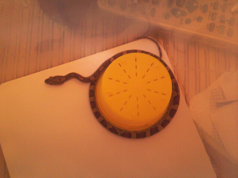 Lil snake :D Photo-27