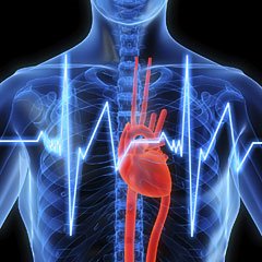 Sémio cardio Heart-10