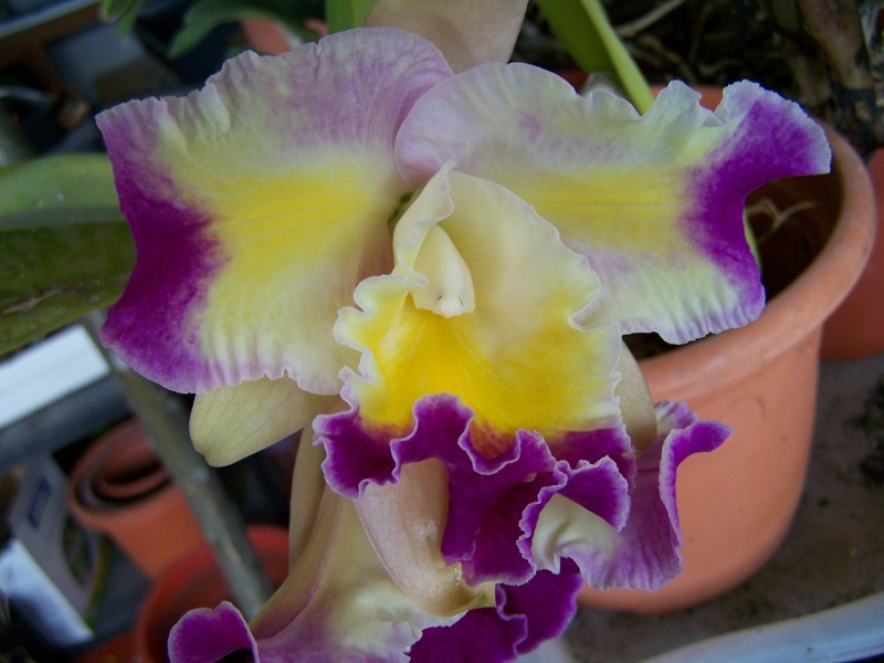 Cattleya inconnu A_02711