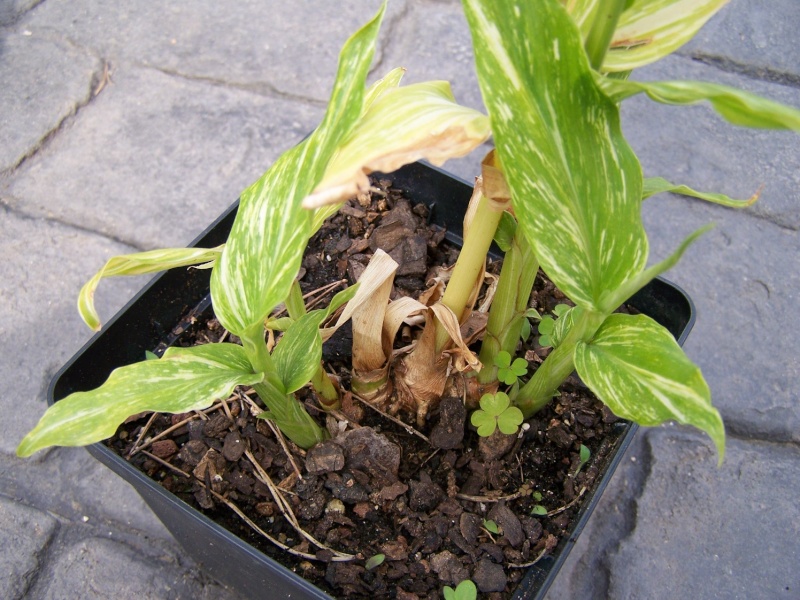 Hedychium panachés:sont-ils aussi"rustiques" que les autres? A_03810