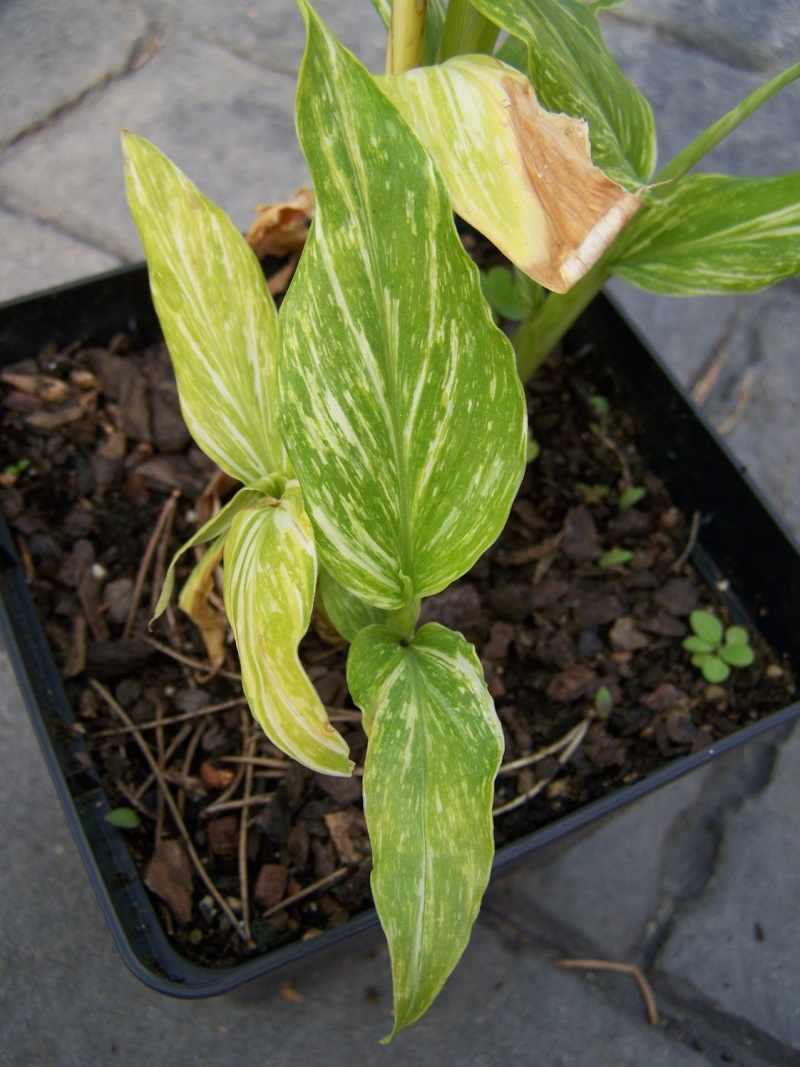 Hedychium panachés:sont-ils aussi"rustiques" que les autres? A_03910