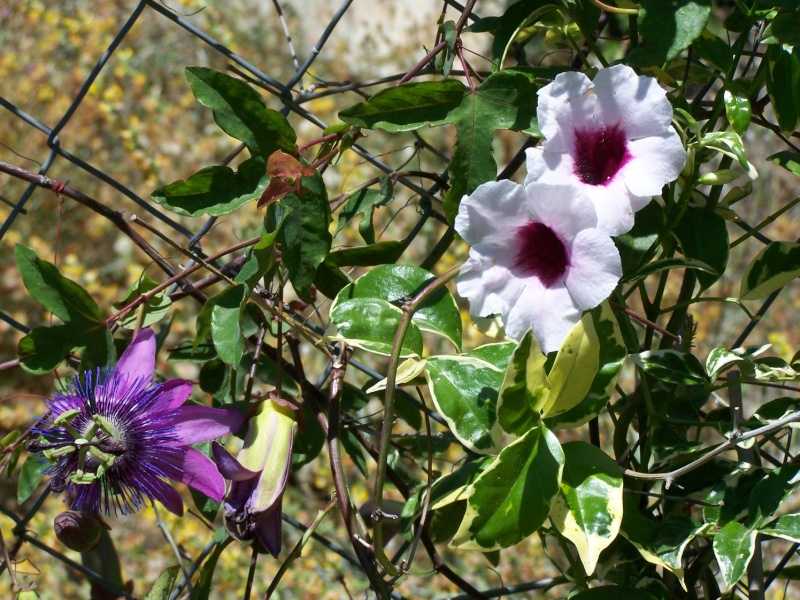 Pandorea jasminoides 'Charisma' , grimpante panachée A_10910