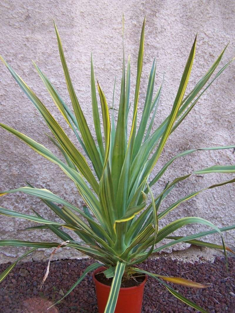 Dracaena drago variegata Dracae10