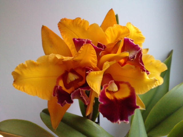 Cattleya P0311110