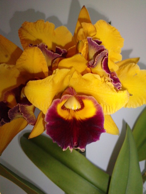 Cattleya P0311112