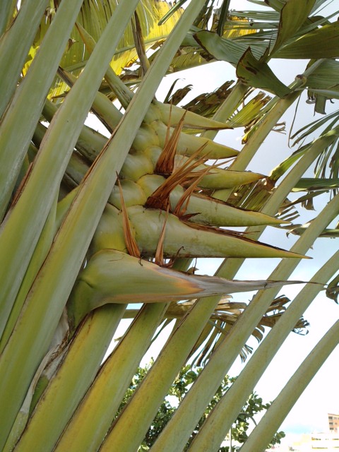 Quiz (Ravenala madagascariensis) Teneri12