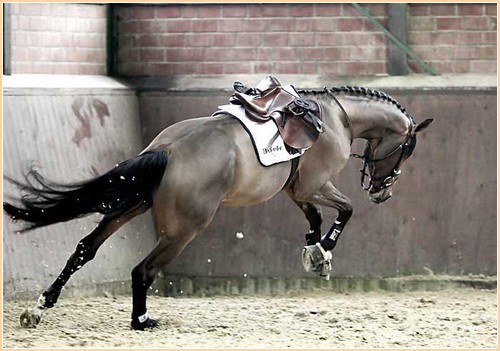 Trakehner gris Seabis15