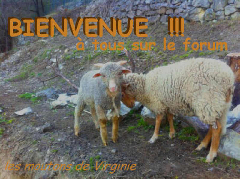 Photos de vos moutons pour la page d'accueil Chez_v11