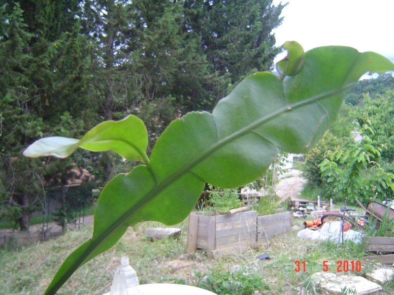 Identification pour une plante "verte" Dsc00411