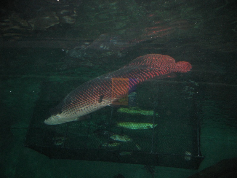 un joli poisson (par sa taille) Img_6114