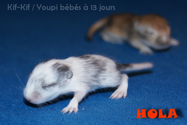 gerbille heavy mottled = gerbille fragile ? Bb13j10