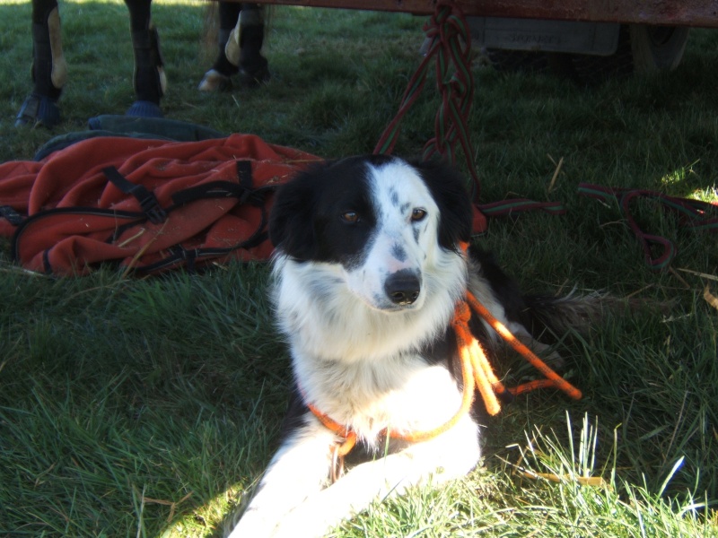 A donner border collie LOF Arsoui10