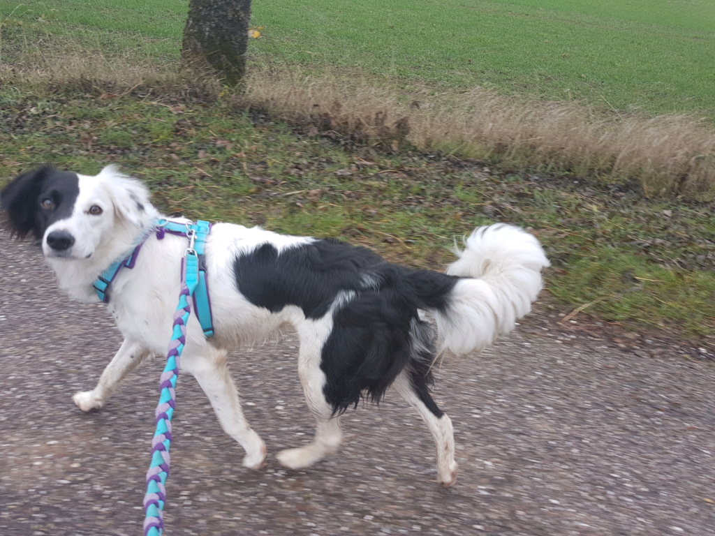 Evolution "physique" de vos chiens - Page 11 18m10