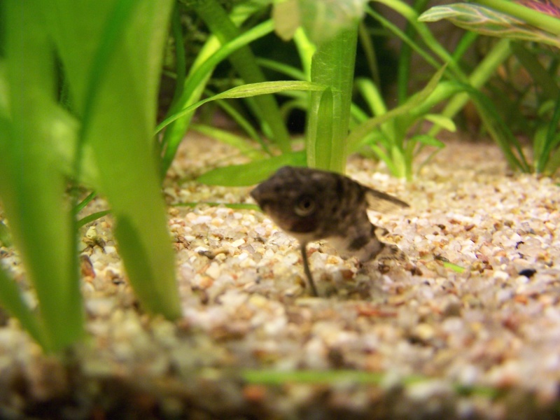 Corydoras qui se meurt . . . 100_1010