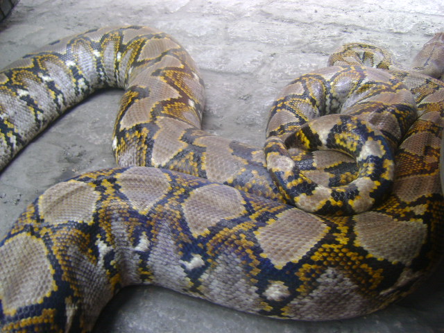 Python reticulatus Dsc02712