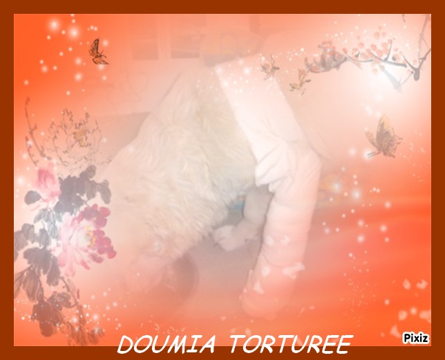 DOUMIA, petite chienne martyrise Doumia10