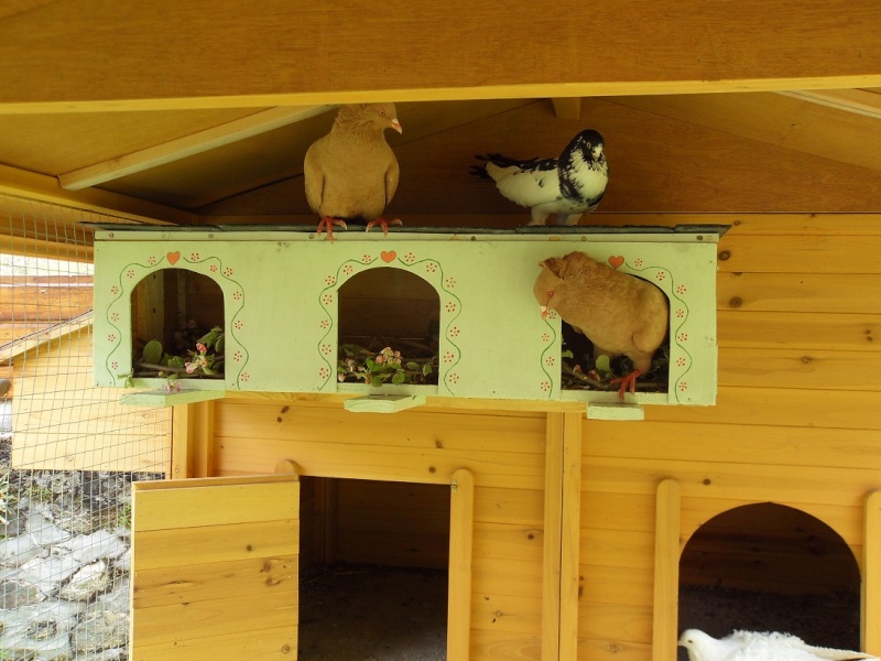 bricolage: mon nichoir pour pigeon en photos Fini10