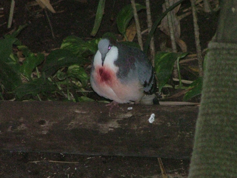 bonjour des pyrénées Pigeon10