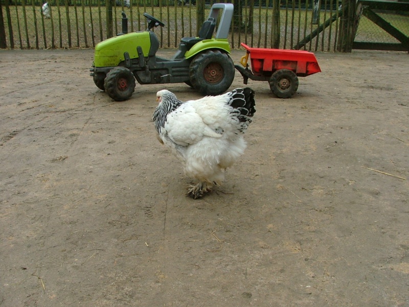 bonjour des pyrénées Poule10