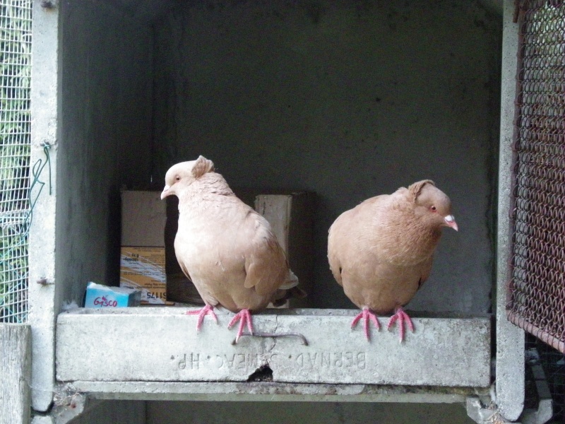 bricolage: mon nichoir pour pigeon en photos Sotto11