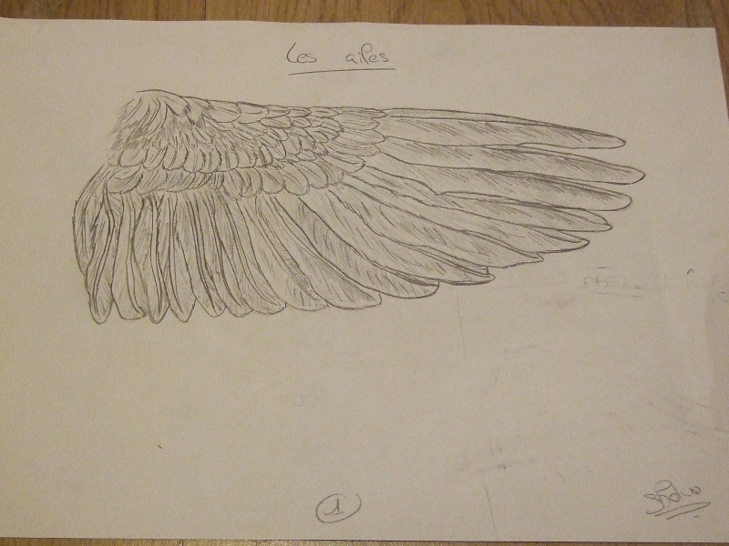 Les plumes et les ailes des oiseaux Dscf6910