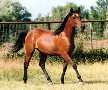 La peinture des chevaux Cheval12