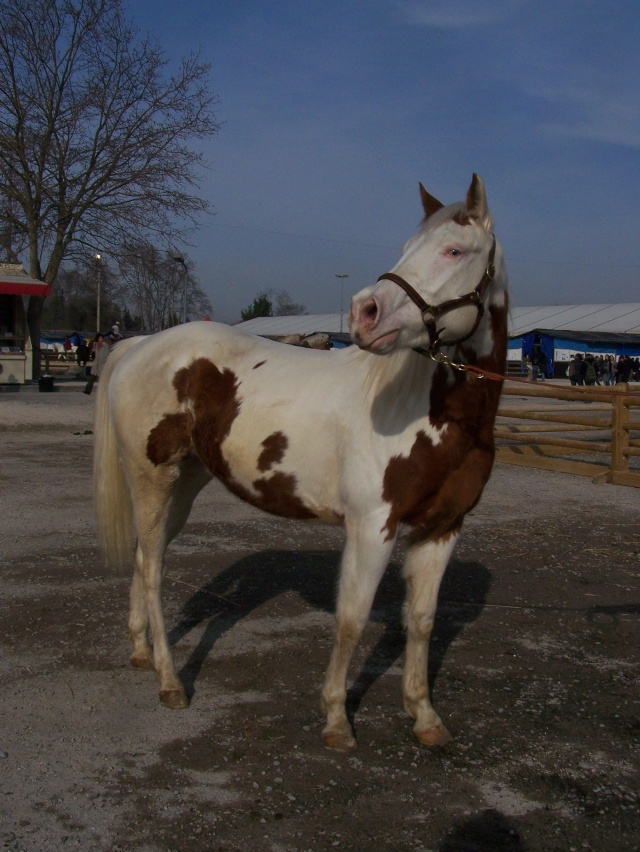 Week end a Avignon pour salon du cheval et manade ? - Page 8 Cheval13