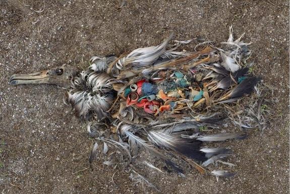 Mer de plastique du Pacifique nord (Great Pacific Garbage Patch) - Page 2 0511