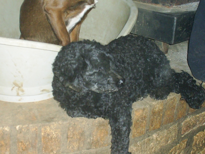 Daphnée, Caniche noire née en Janvier 2004 S3010214