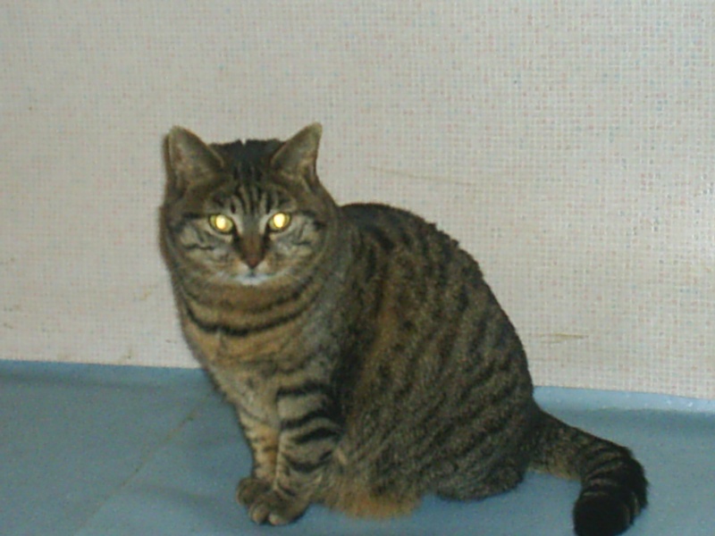 Tigresse, née en 2004 S3010217