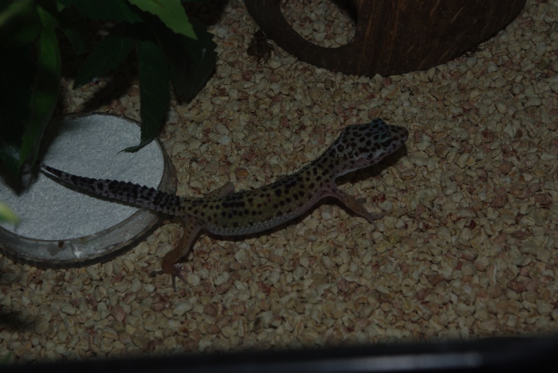 mes gecko 29-01-10
