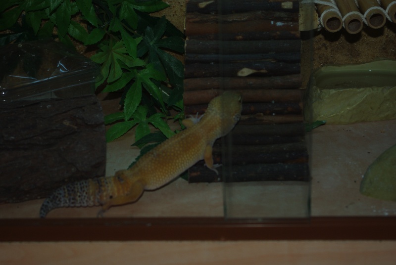 mes gecko 29-01-11