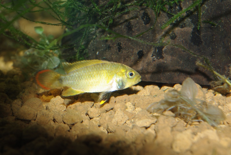 apisto Femell10