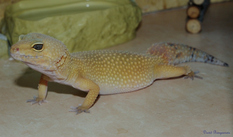 mes gecko Femell34