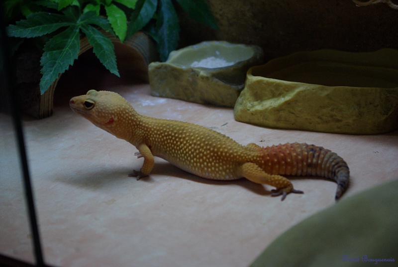 mes gecko Femell35