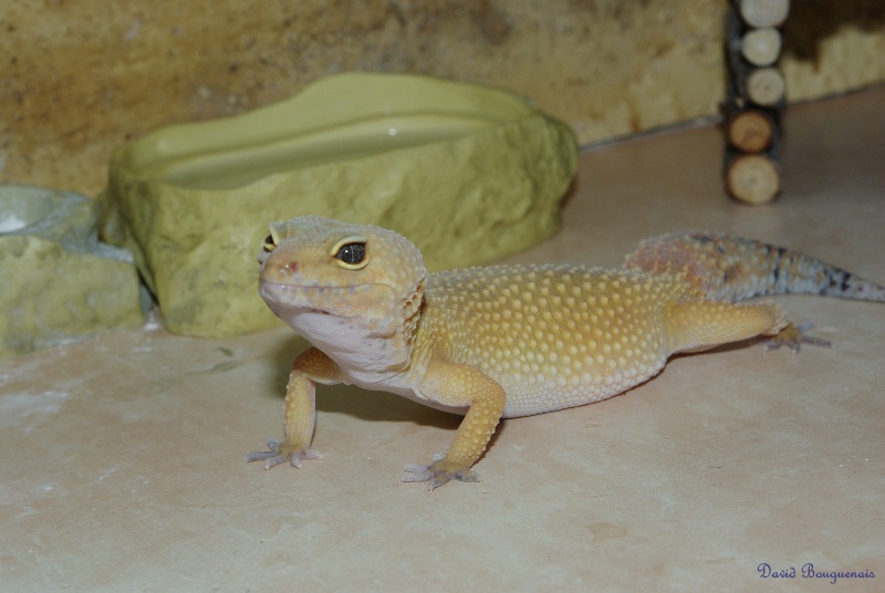 mes gecko Femell37