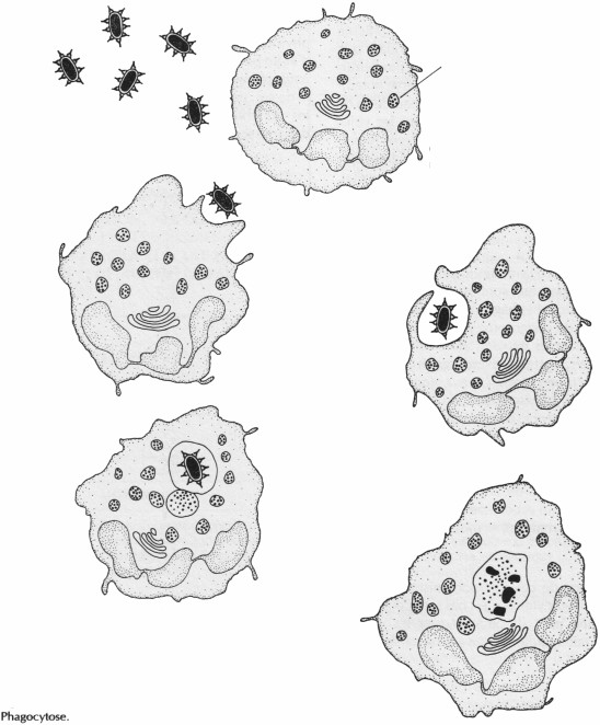 L'exocytose, l'endocytose, la phagocytose Phagoc10