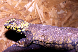 Uromastyx du Mali, Spiny tail lizard, Uromastyx acanthinurus maliensis Photo110