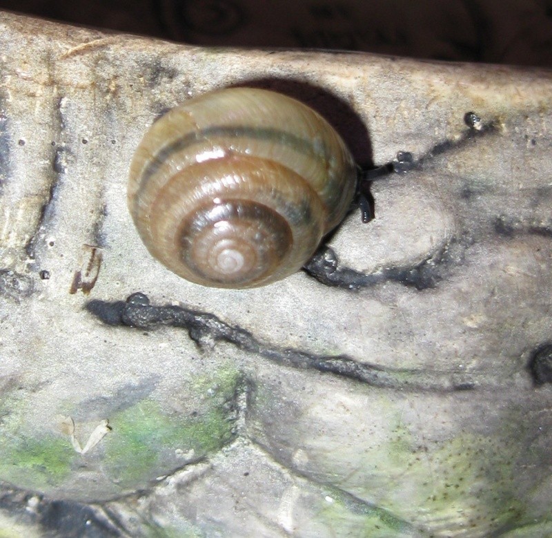 snails and bugs and mushroom Img_1246