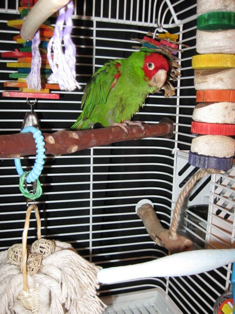 Here she is the cherry head conure Photos30