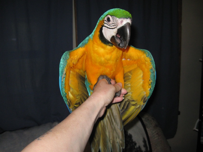 this is how big the baby macaw is Pictur26