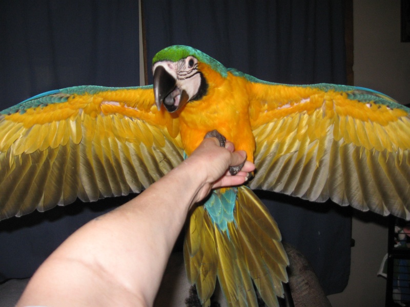 this is how big the baby macaw is Pictur27