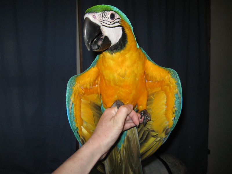 this is how big the baby macaw is Pictur28