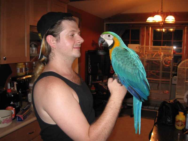 this is how big the baby macaw is Pictur29