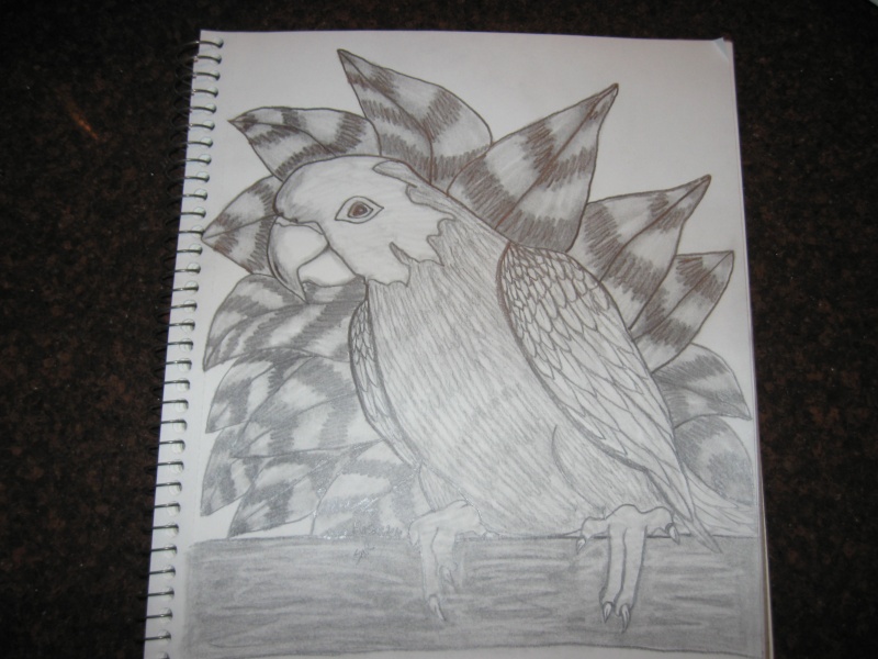 My Parrot Drawing and colored Pictur47