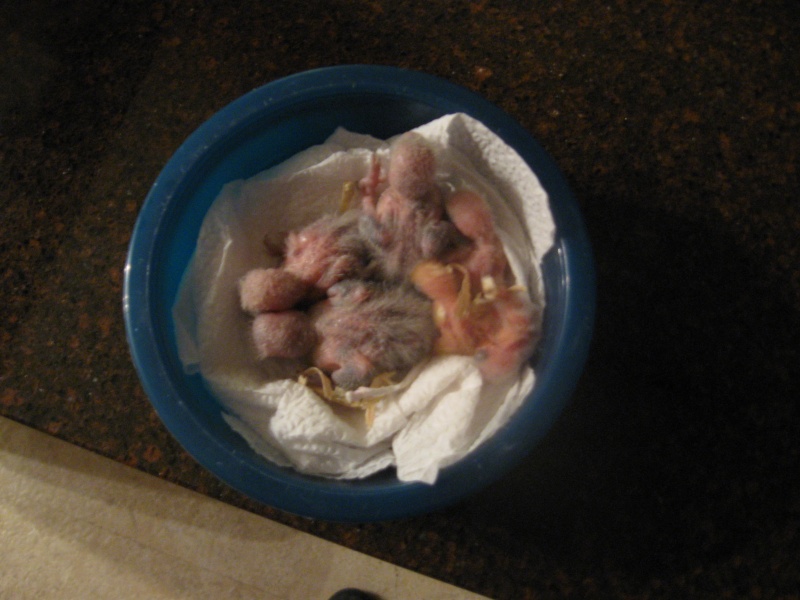 bowl of babies Pictur86